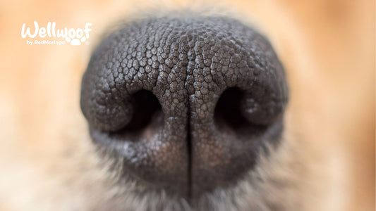 Il Cane ha il Naso Secco - Ti Devi Preoccupare o è Solo Screpolato?