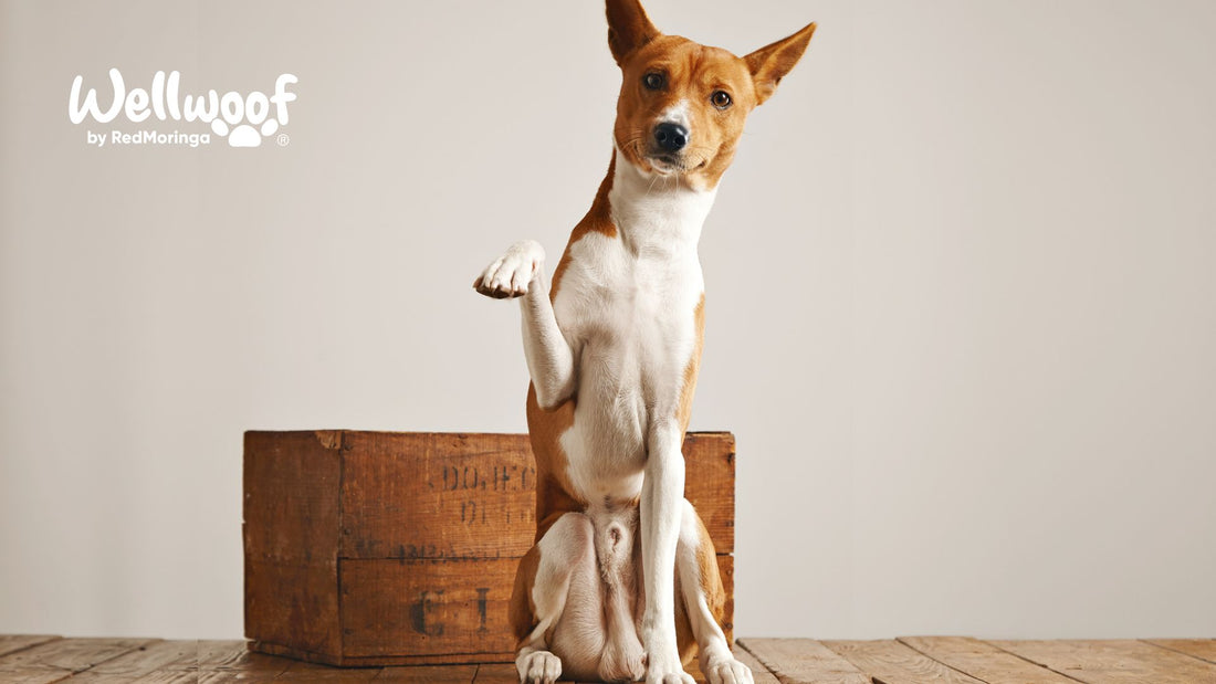5 Benefici del Balsamo per Zampe dei Cani - Perché Usarlo per il Tuo Cane?