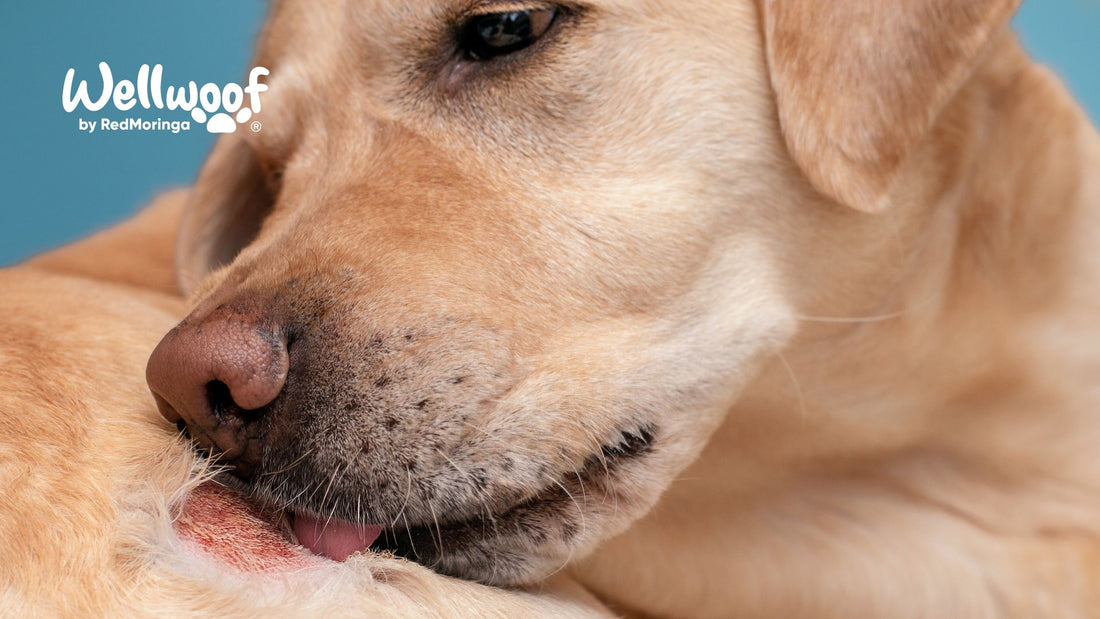 Dermatite Cane - Alimentazione, Allergia, Patologia e Cattive Abitudini