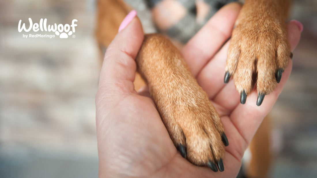 Pododermatite nei Cani - Perchè il tuo cane ha la dermatite sulle zampe?