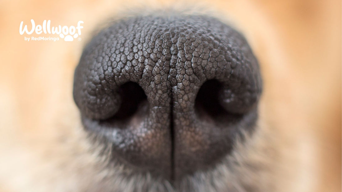 Il Cane ha il Naso Secco - Ti Devi Preoccupare o è Solo Screpolato?